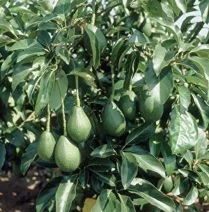 Ripening: Avocado fruit on Tree