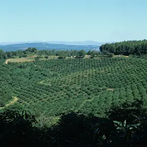 Orchards: Avocado orchards, Transvaal, South Africa