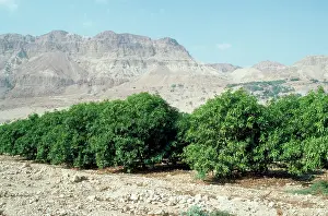 Avocados: Avocado Tree - tree plantatin