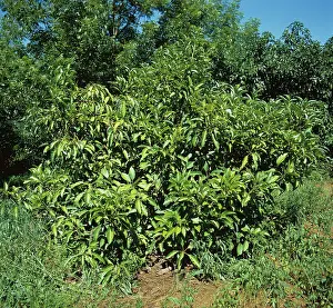 Diseased: Avocado tree weakened by root rot