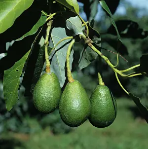 Americana: Avocados (Persea americana)