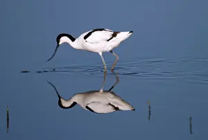 Avocets: Avocet