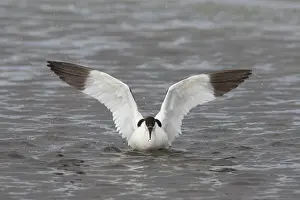 Avocets: Avocet - adult bird flapping its wings - Germany