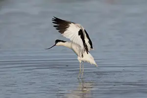 Avocets: Avocet - adult bird flapping its wings - Germany