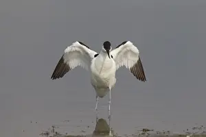 Avocet: Avocet - adult bird flapping its wings - Germany