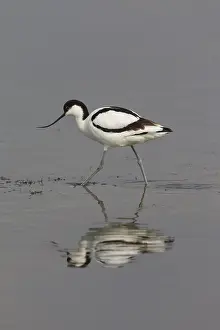 Avocets: Avocet - adult bird - Germany