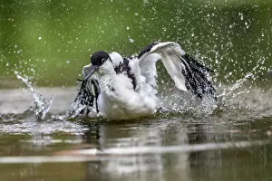 Avocet: Avocet - Bathing - UK
