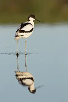 Avocets: Avocet - bird in shallow water - Germany