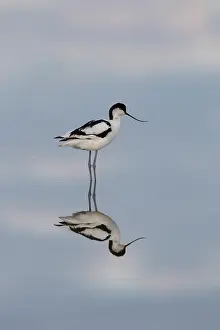 Avocets: Avocet - bird in shallow water - Germany
