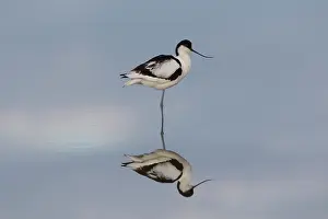 Avocets: Avocet - bird in shallow water - Germany