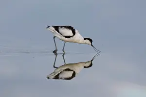 Avocet: Avocet - bird in shallow water - Germany