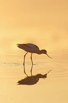 Avocets: Avocet - bird in shallow water at sunset - Germany