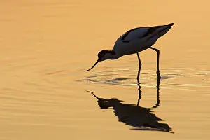 Avocets: Avocet - bird in shallow water at sunset - Germany