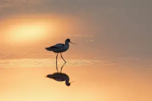 Avocets: Avocet - bird in shallow water at sunset - Germany