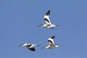 Avocets: Avocet - birds in flight - Germany