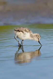 Avocets: Avocet chick feeding