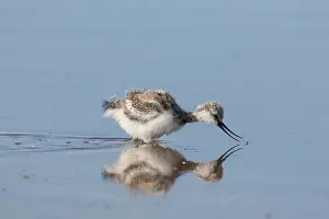 Avocets: Avocet - chick in shallow water - Germany
