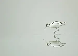 Avocets: Avocet feeding in coastal pool in early morning