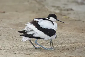 Avocets: Avocet - female gathering its chick under its