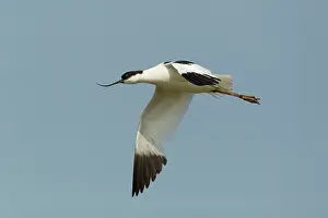 Avocets: Avocet - in flight