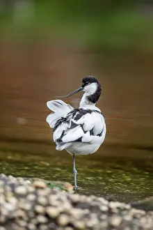 Avocet: Avocet - on One Leg - UK
