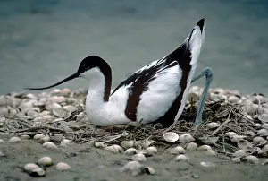Ian Beames: Avocet - lowering itself onto nest