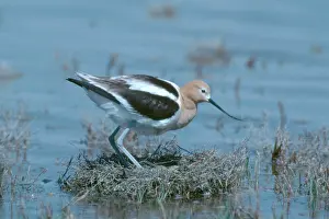 Avocets: Avocet on Nest