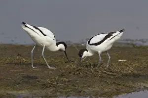 Avocets: Avocet - pair building nest - Germany