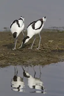 Avocet: Avocet - pair building nest - Germany
