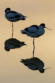 Avocet: Avocet - pair in shallow water at sunset - Germany