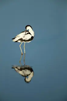 Norfolk: Avocet (Recurvirostra avosetta) adult bird preening