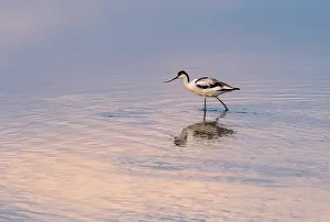 Curved: Avocet, Recurvirostra avosetta, feeding in coastal