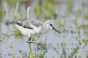 Fledgling: Avocet (Recurvirostra avosetta) Young bird foraging in the shore zone at the lake