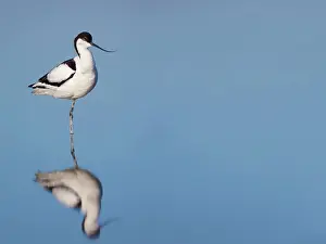 Avocets: Avocet with reflection