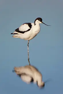 Avocets: Avocet with reflection