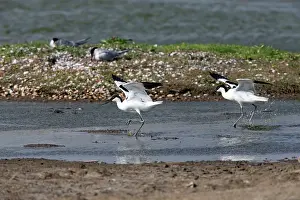 Avocets: Avocet - two rival males fighting over territorial