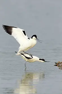 Avocets: Avocet - standing in shallow water while mating
