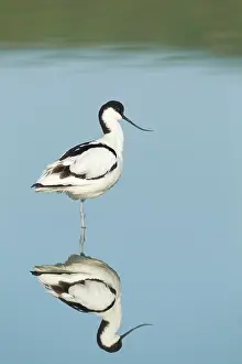 Avocets: Avocet - standing in shallow water with reflection