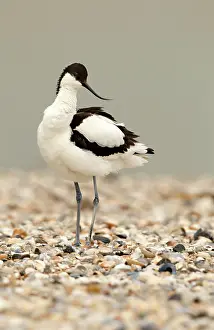 Avocets: Avocet - standing on a shell and pebble beach - April