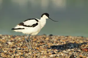 Avocets: Avocet - standing on shoreline in early morning
