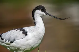 Avocet: Avocet - UK