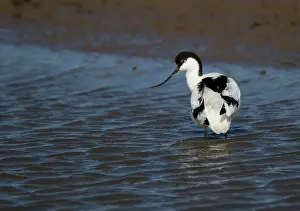 Curved: Avocet - wading in coastal lagoon - April - Spring