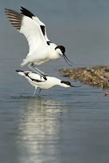 Avocets: Avocets
