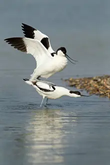 Avocets: Avocets
