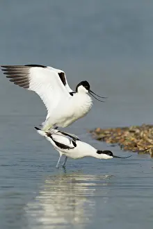 Avocets: Avocets