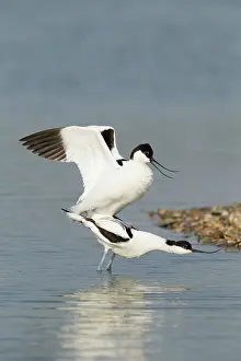 Avocets: Avocets