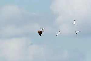 Avocets: Avocets - mobbing Marsh Harrier (Circus aeruginosus)