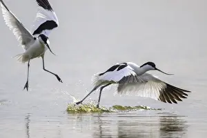 Avocet: Avocets (Recurvirostra avosetta) landing dynamically on the water
