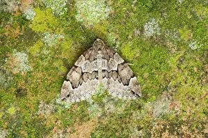 Identification: AWAITING FORMAL IDENTIFICATION