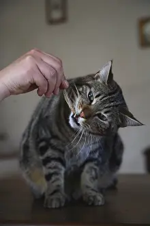 Presents: Award given to a cat